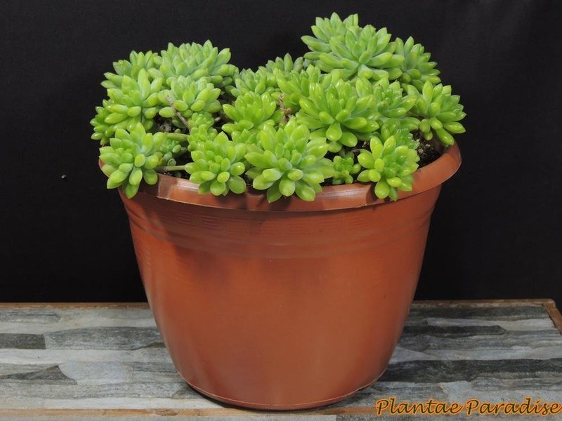 Athena #3 (230) Terracota Pots (SET OF 10 POTS)