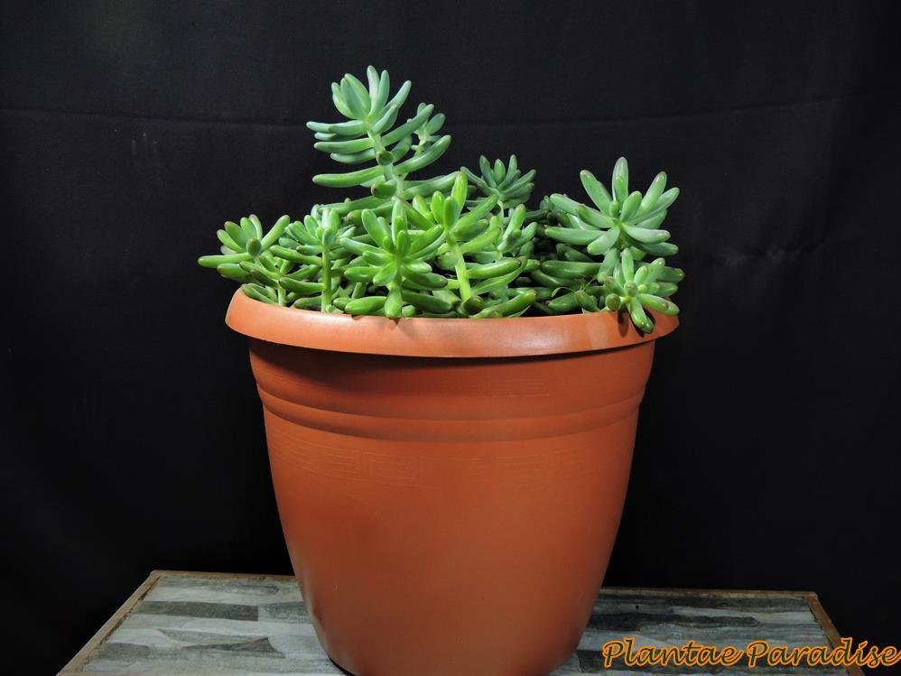 Athena #4 Terracota   (SET OF 5 POTS)