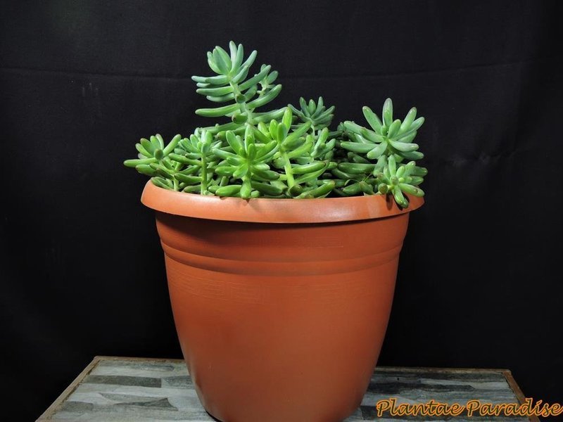 Athena #4 Terracota   (SET OF 5 POTS)