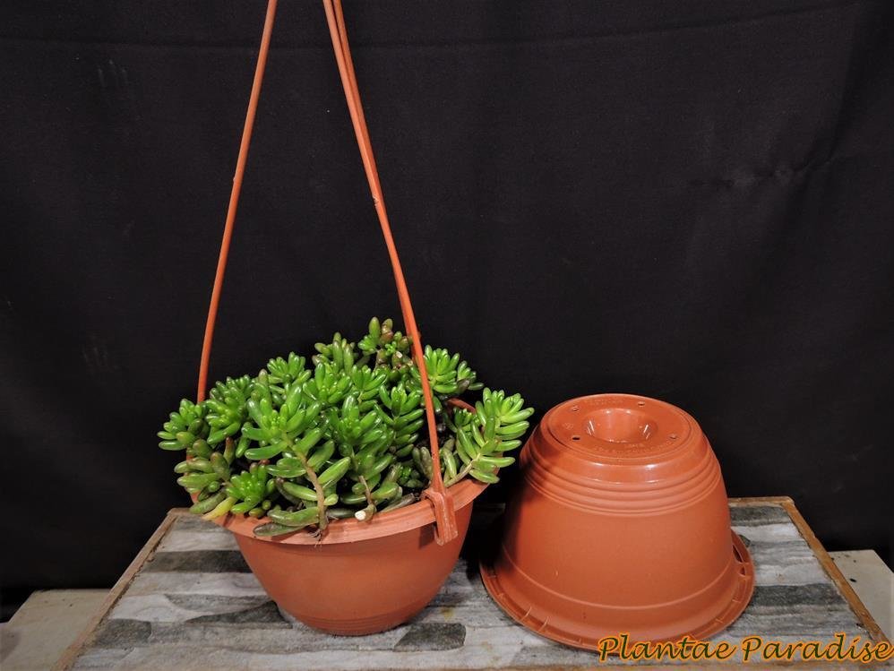 Corfu Hanging Pot BABY Terracota With Hanger (SET OF 10) Corfu Hanging Pot BABY Terracota With Hanger (SET OF 10)