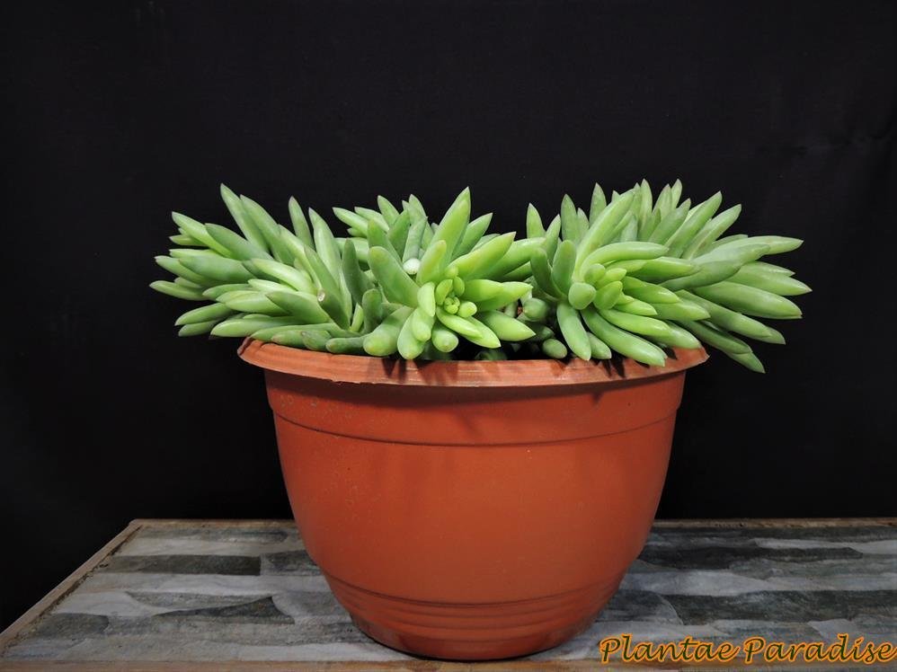 CORFU Hanging Pot Small TC (SET OF 10 POTS)