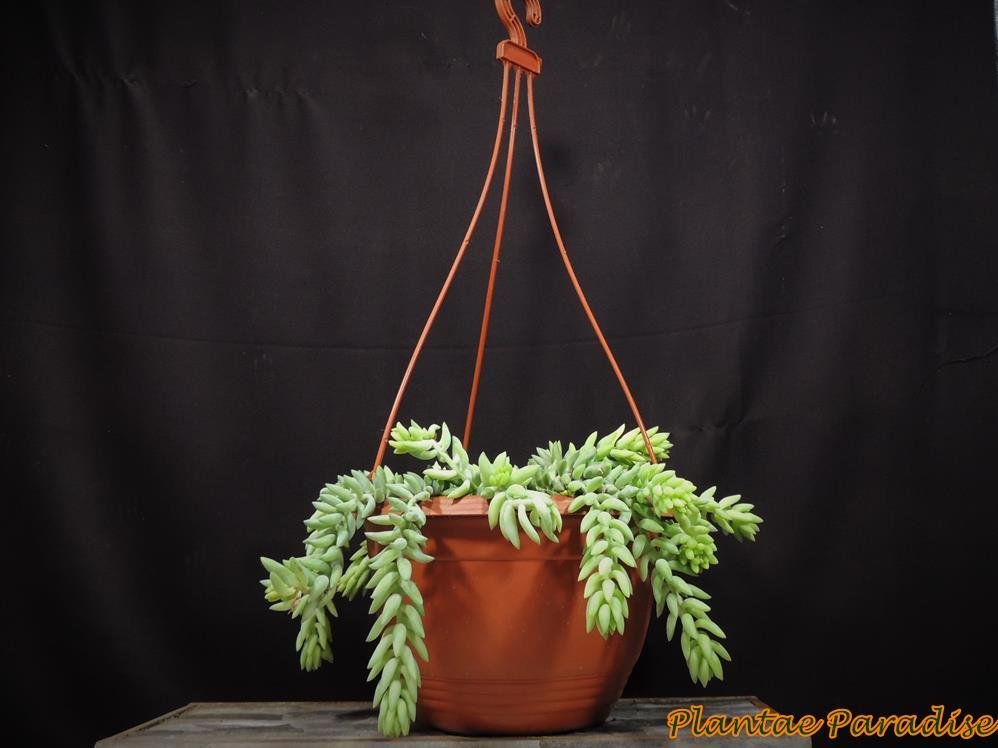 Corfu Hanging Pot Medium Terracota With Hanger (SET OF 6)