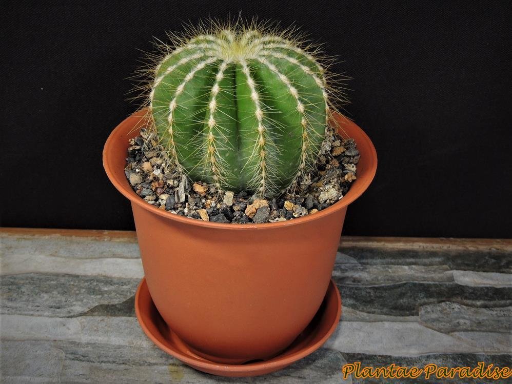 HAIKU #2 TC (Set of 10 Pots with Saucers) HAIKU #2 TC (Set of 10 Pots with Saucers)