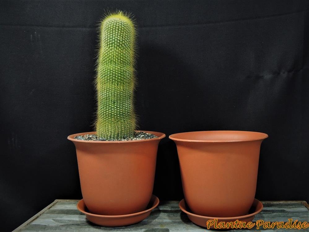 HAIKU #3 TC (Set of 8 Pots with Saucers) HAIKU #3 TC (Set of 8 Pots with Saucers)