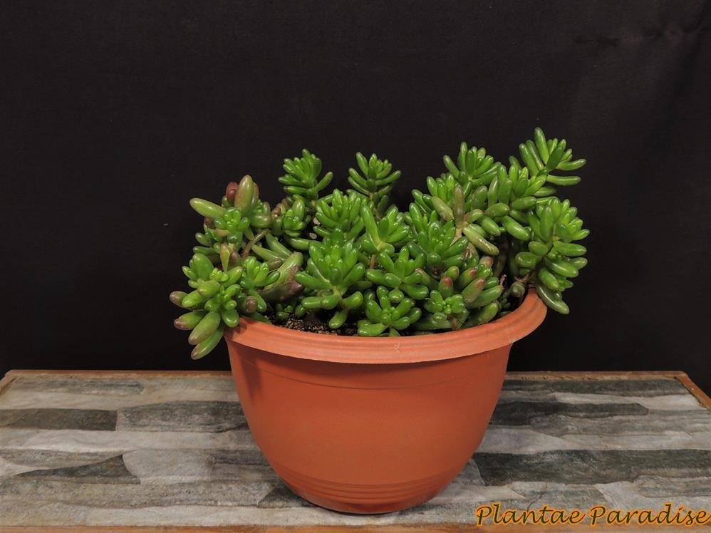 Corfu Hanging Pot BABY Terracota (SET OF 12) Corfu Hanging Pot BABY Terracota (SET OF 12)