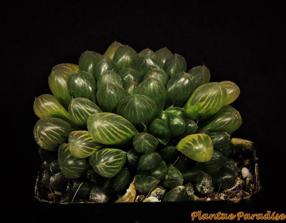 Haworthia cooperi var. truncata (Golden Lines)