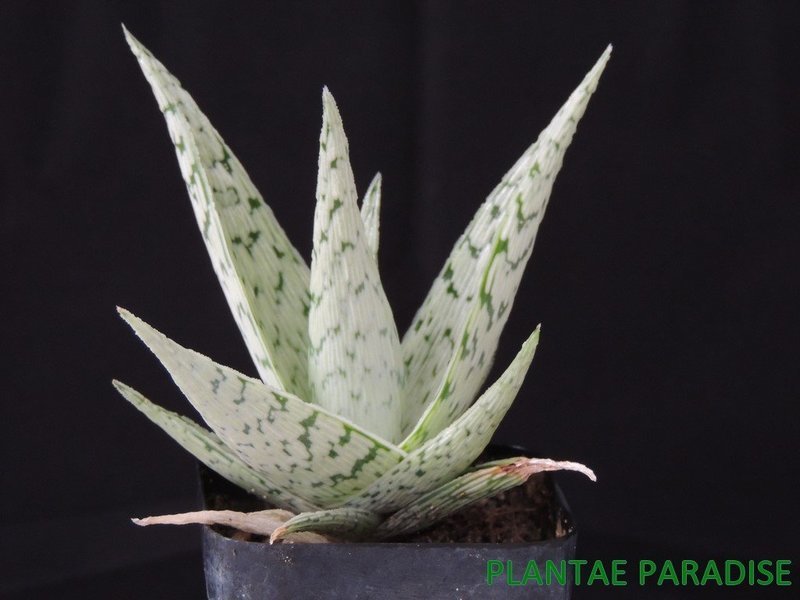 pic of specimen plant