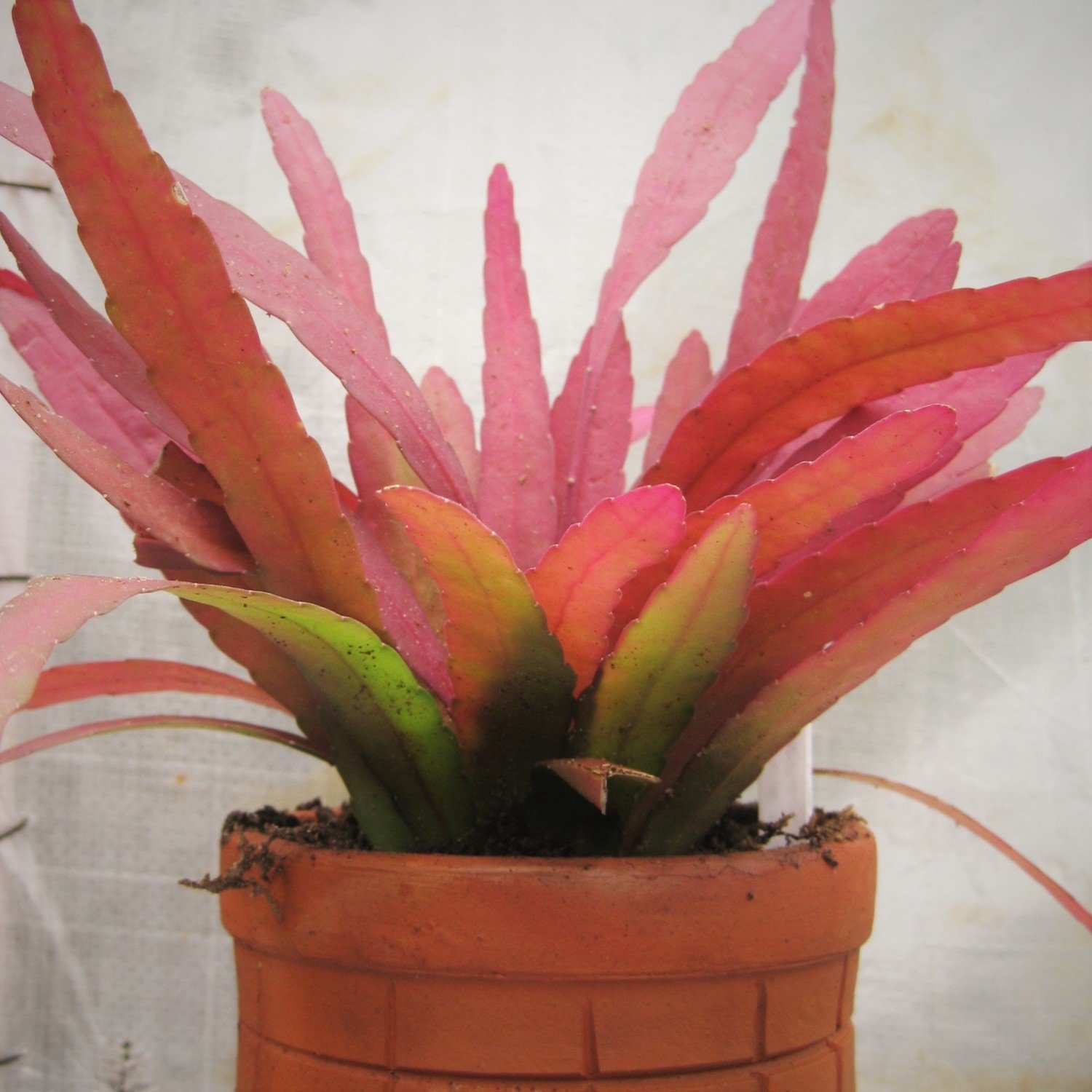 Epiphyllum ramulosum