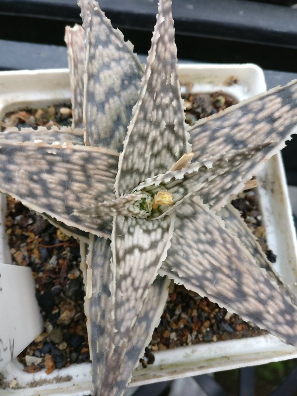 Miniature Aloe White Fox