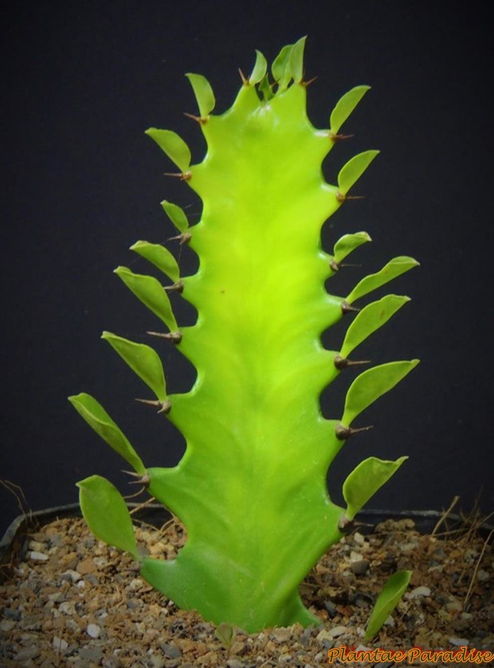 Euphorbia hermentiana Euphorbia hermentiana