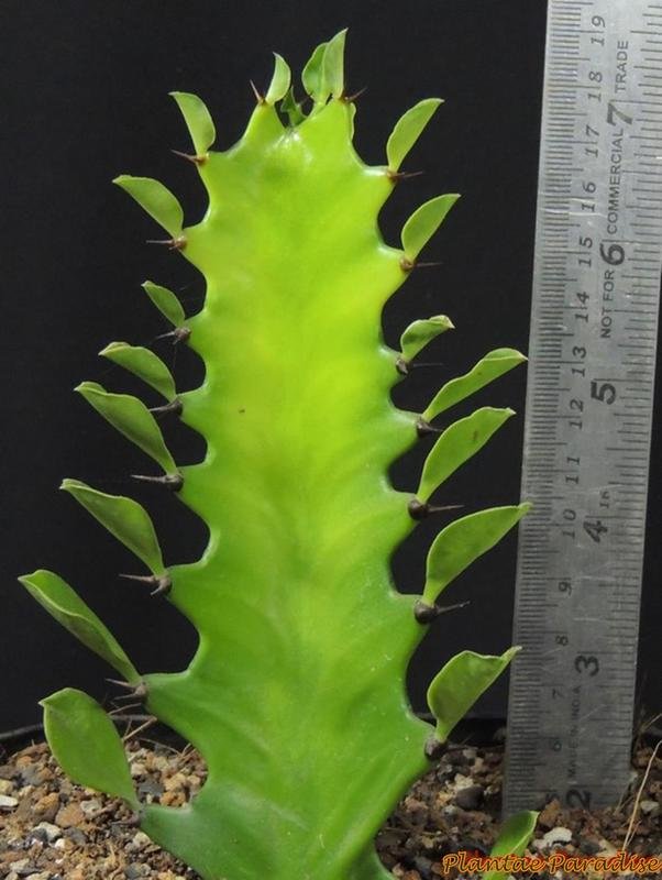 Euphorbia hermentiana