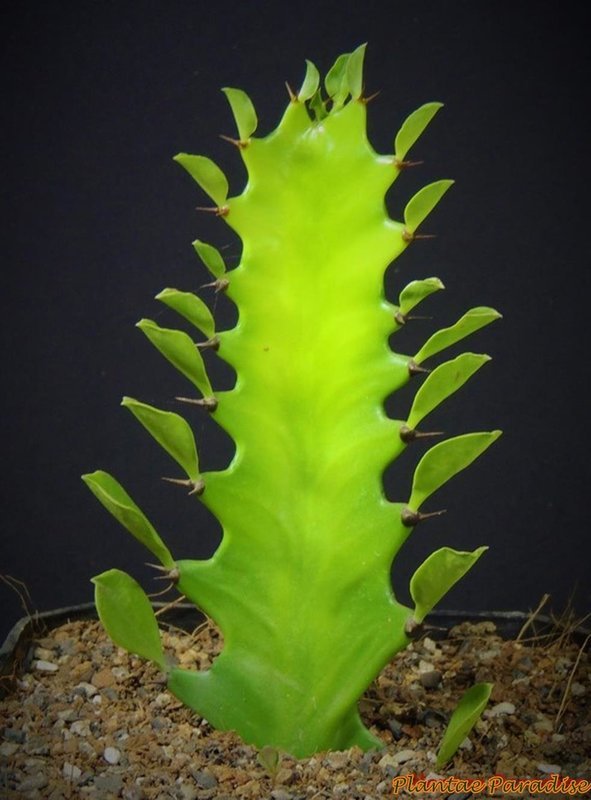 Euphorbia hermentiana Euphorbia hermentiana