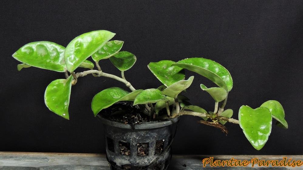 HOYA CARNOSA KRINKLE LEAF CULTIVAR