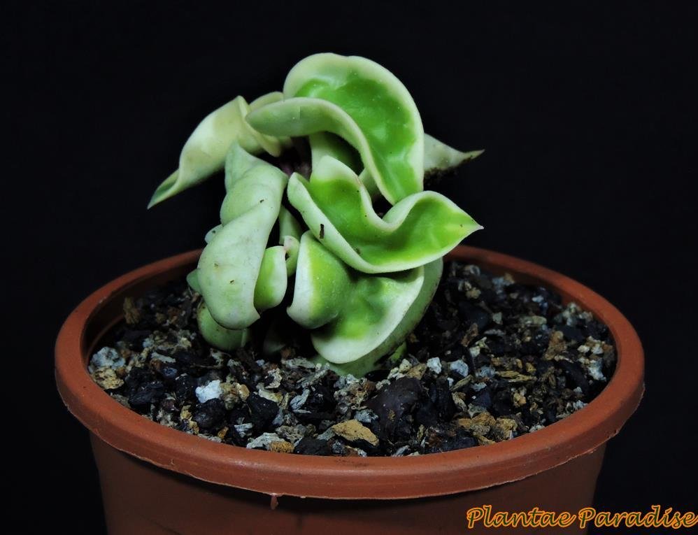 Hoya compacta ‘Regalis’ – Variegated Hindu Rope