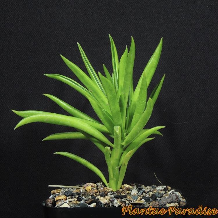 Peperomia Ferreyrae Happy Bean Plant