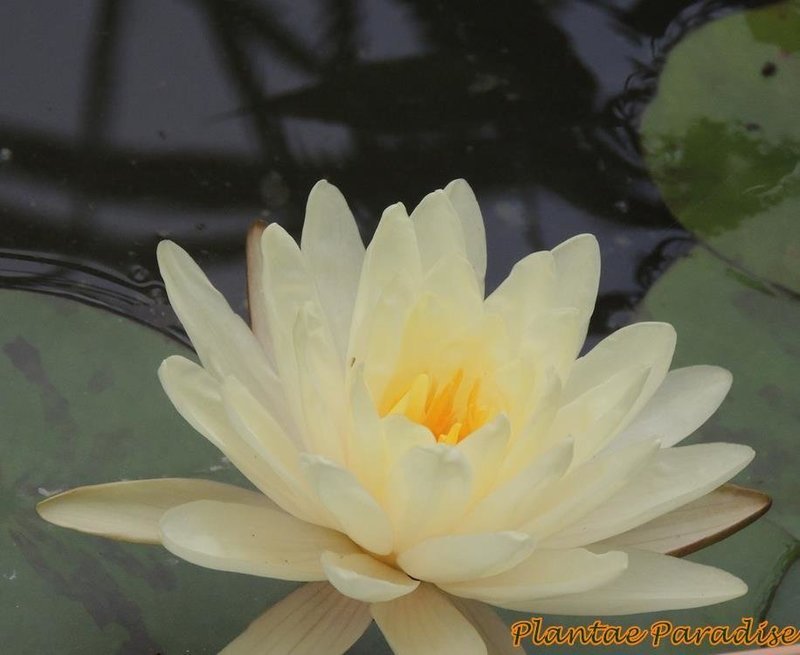 Denver (Water Lily)