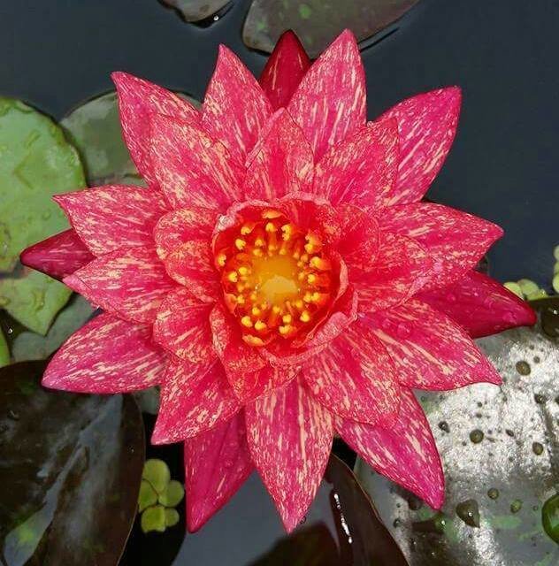 Wanvissa (Water Lily)
