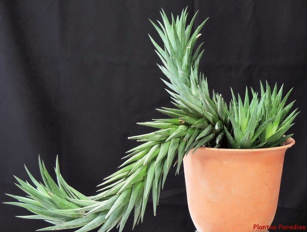 Haworthia glauca var. herrei Haworthia glauca var. herrei