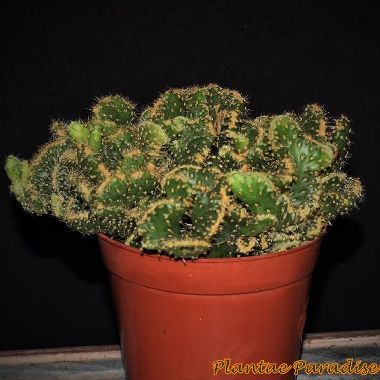 Opuntia cilindrica f. crest