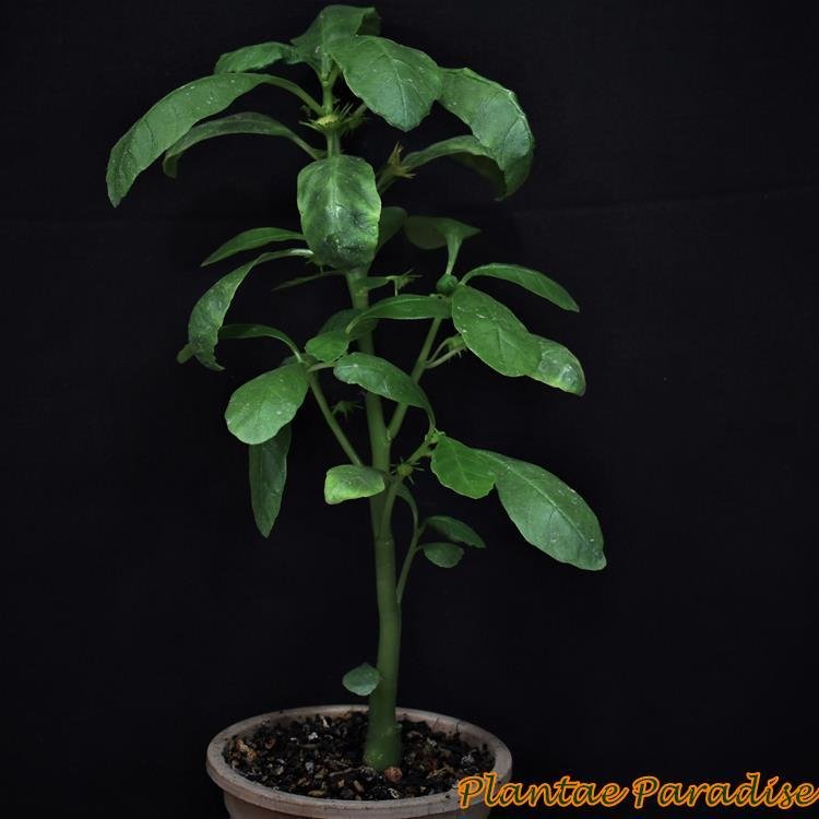 Dorstenia hildebrandtii