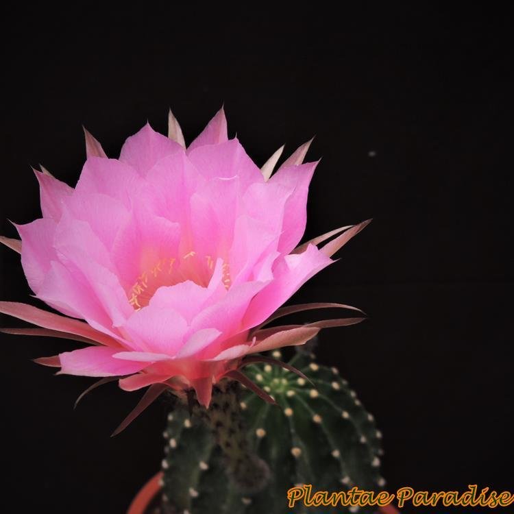 Echinopsis hybrid Radiant Pink Echinopsis hybrid Radiant Pink-With Flower