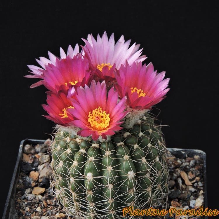 Notocactus uebelmannianus Buining