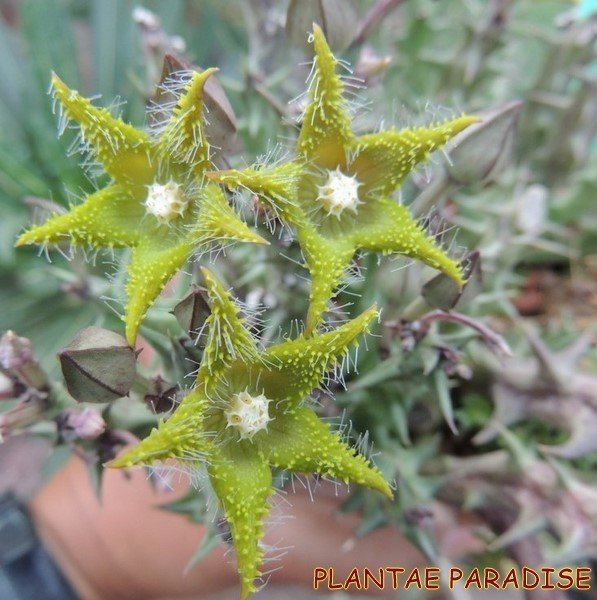 Orbea dummerii