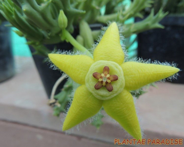 Orbea semota var lutea