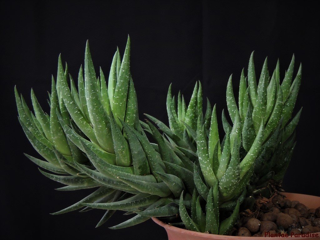 Display pic of an older plant.