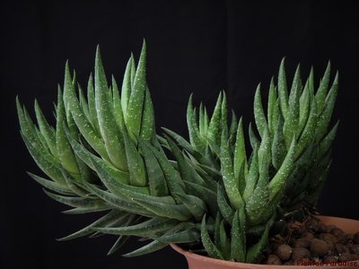 Display pic of an older plant.