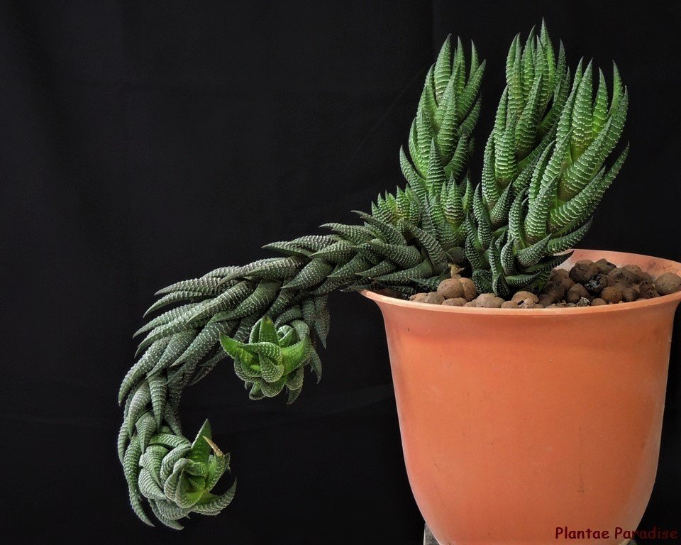 Haworthia reinwardtii var. reinwardtii Display pic of older plant