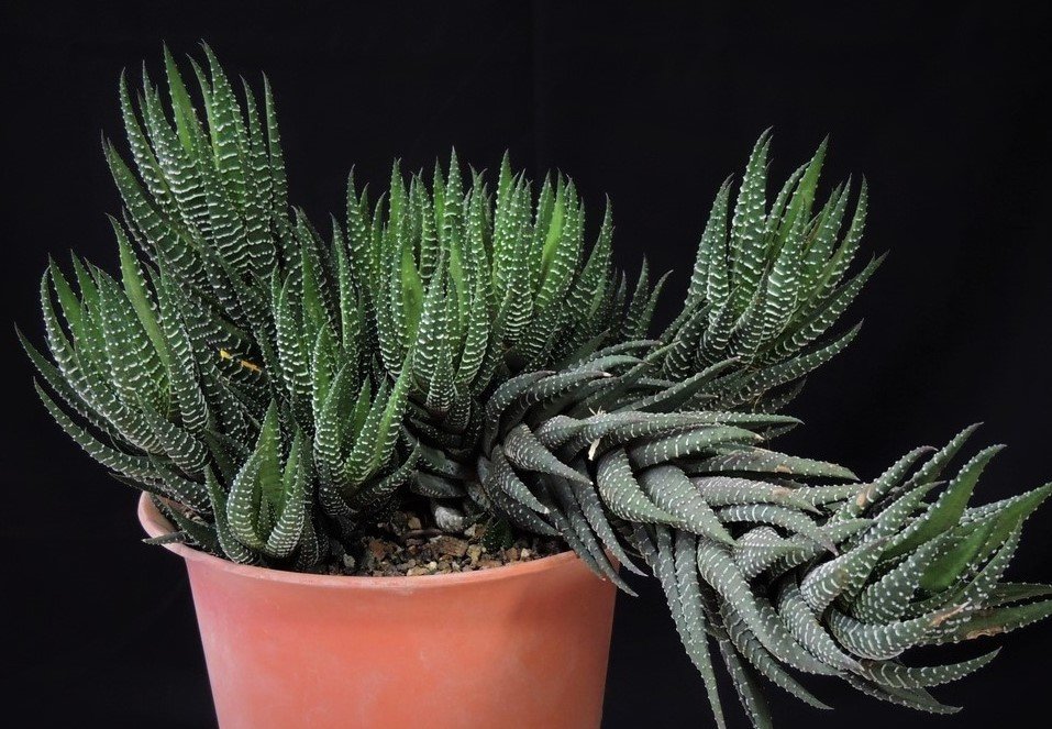 Display pic of an older plant
