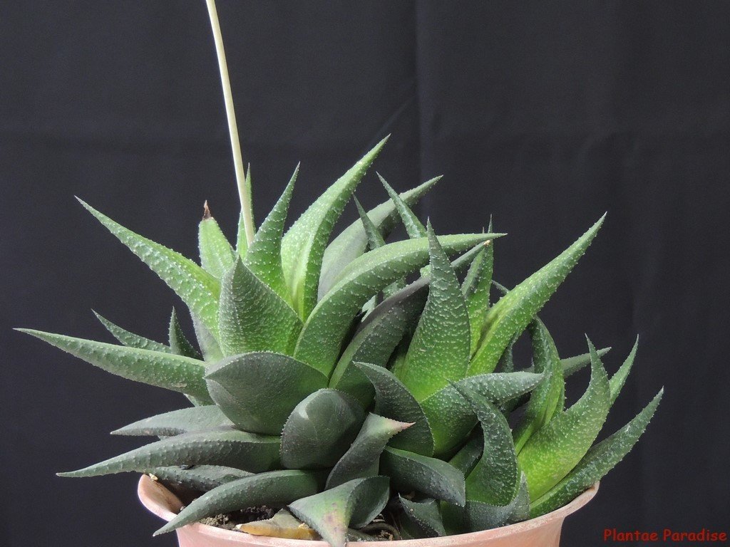 Haworthia glabrata. ex.Joaquín Dutch. Venezuela