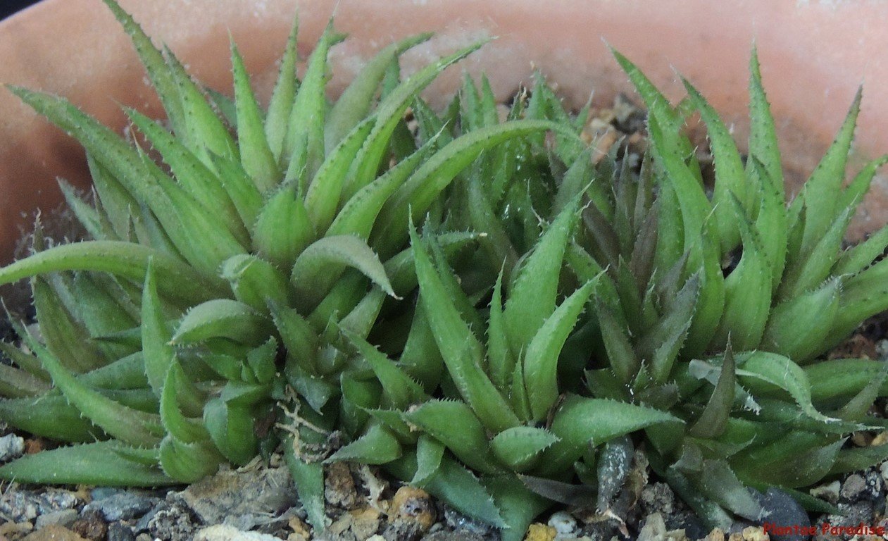 Haworthia chloracantha v. denticulifera