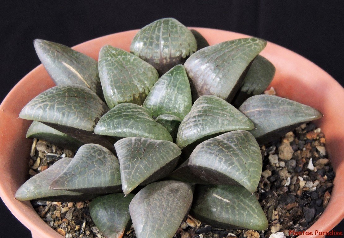 Haworthia comptoniana Crystal Haworthia comptoniana Crystal