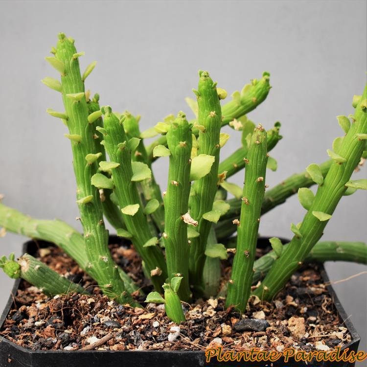 Monadenium ellenbeckii Octopus Arms Monadenium ellenbeckii Octopus Arms