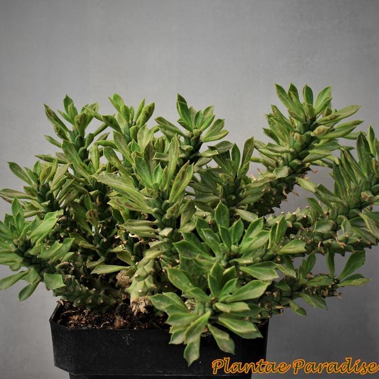 Monadenium schubei