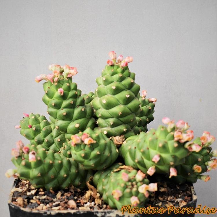 Monadenium ritchiei ssp. nymbayense.
