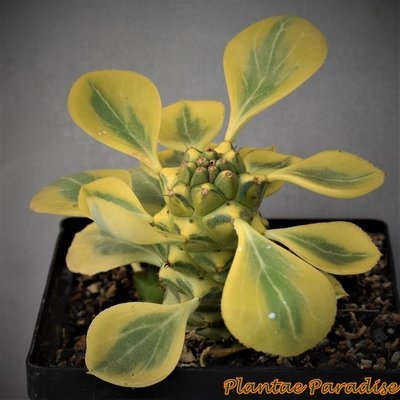 Monadenium ritchiei ssp. nymbayense variegated