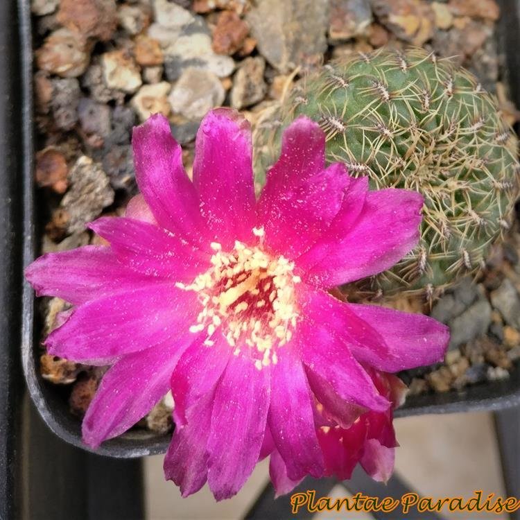 Echinopsis ancistriphora Magenta