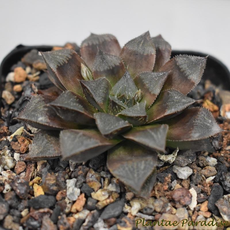 Haworthia pseudo chocolate