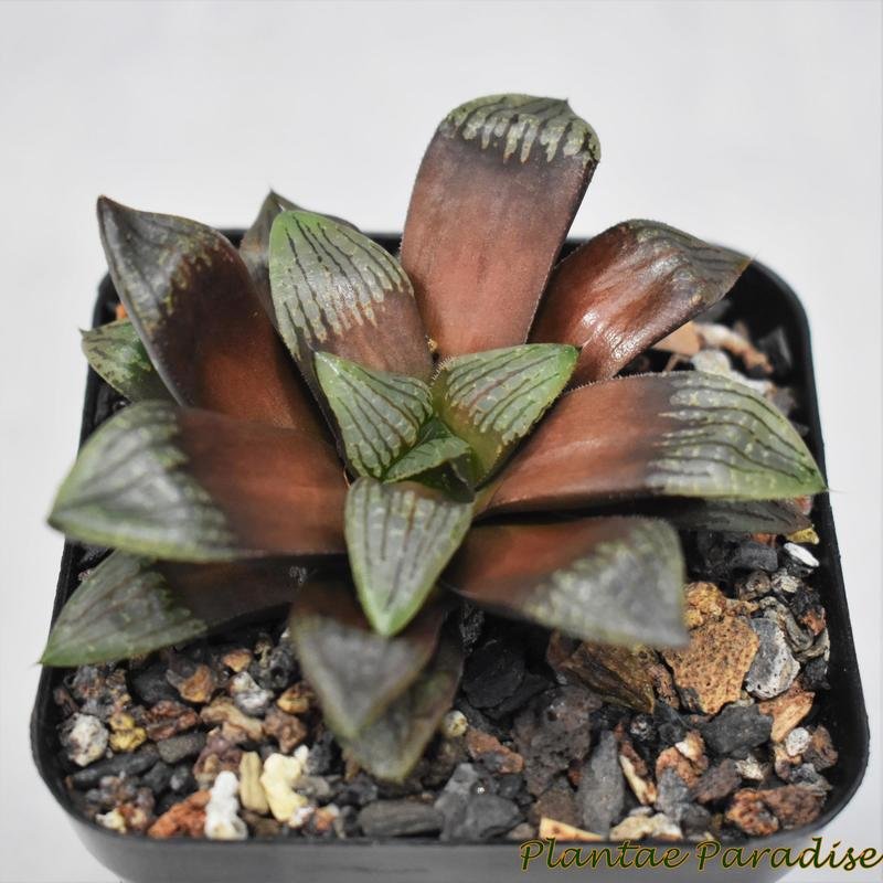 Haworthia cv Chocolate (glabrous) Haworthia cv Chocolate (glabrous)