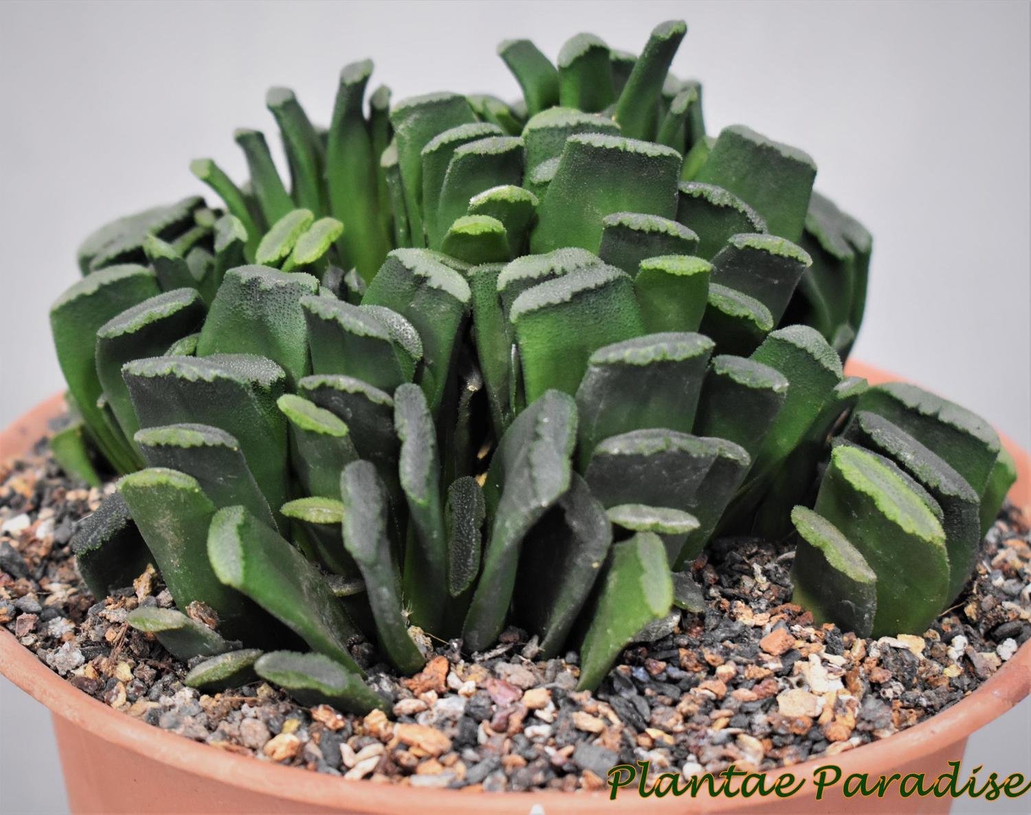 DISPLAY PIC OF SPECIMEN PLANT