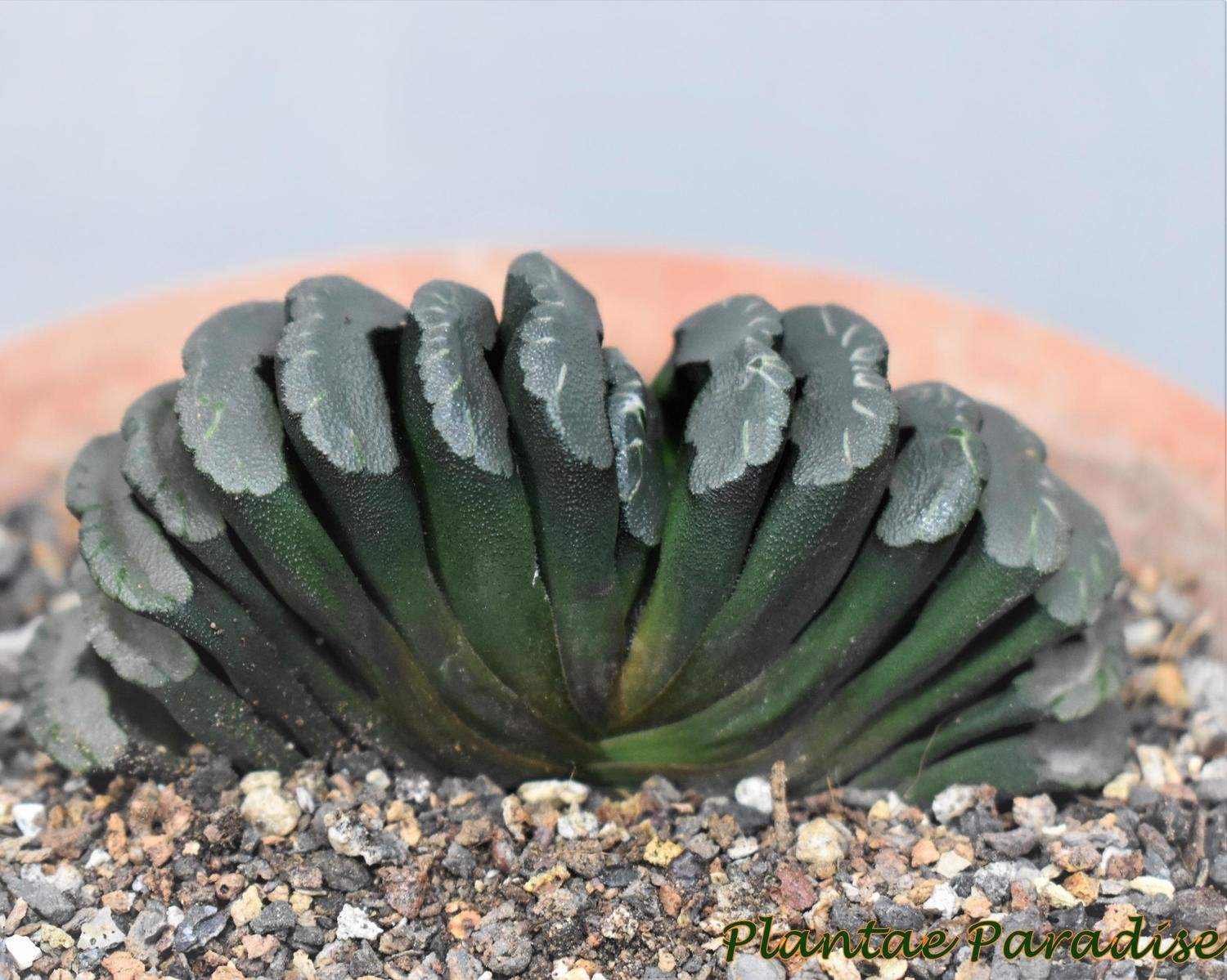Haworthia