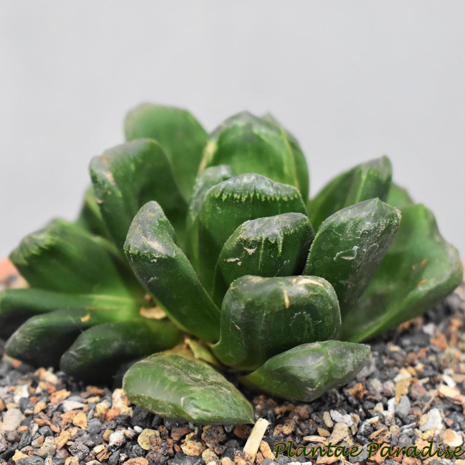 Haworthia