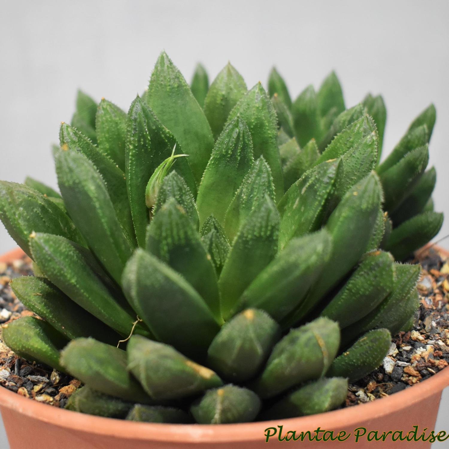 Haworthia