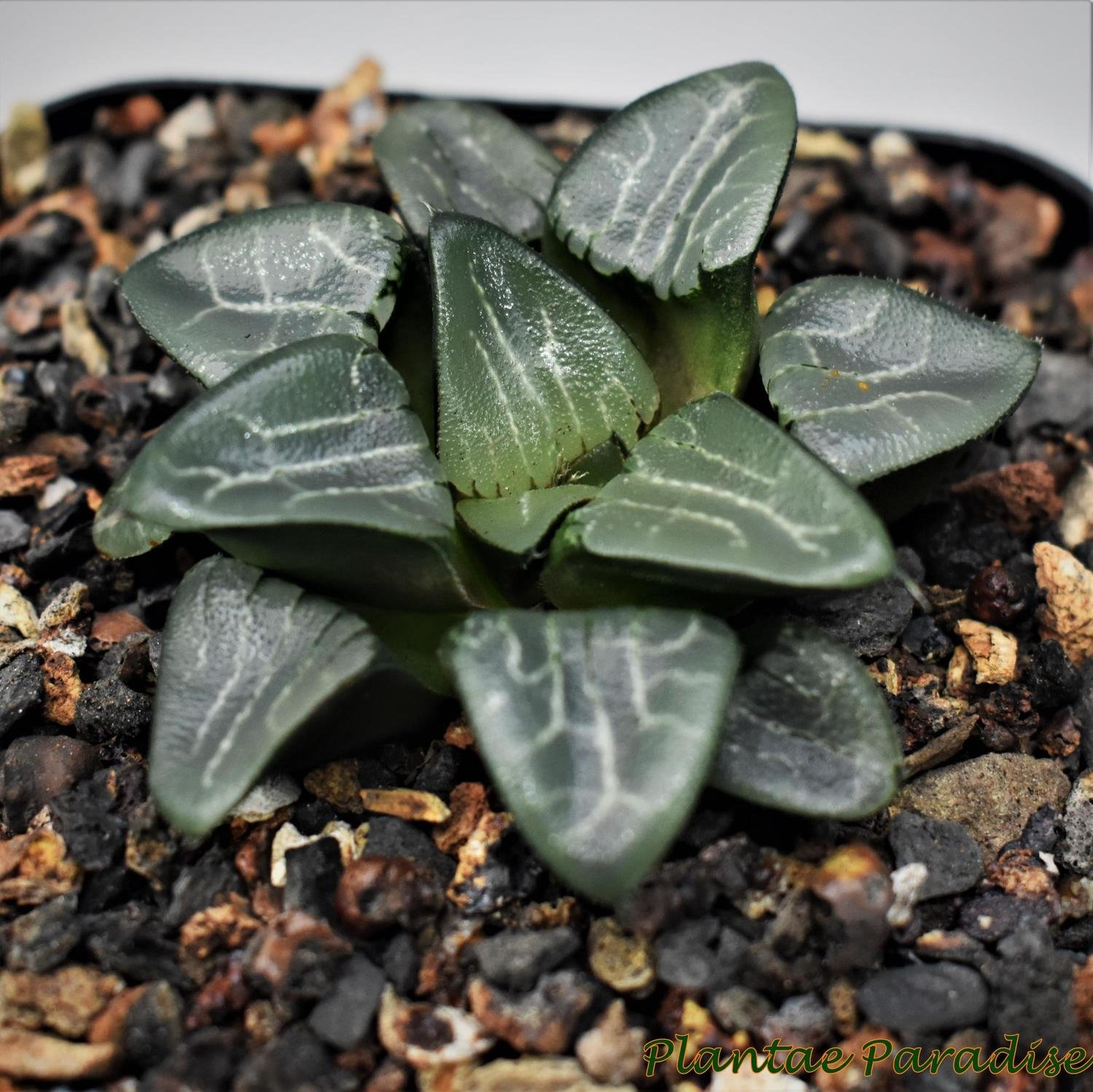 Haworthia bayeri cv Moon Shadow