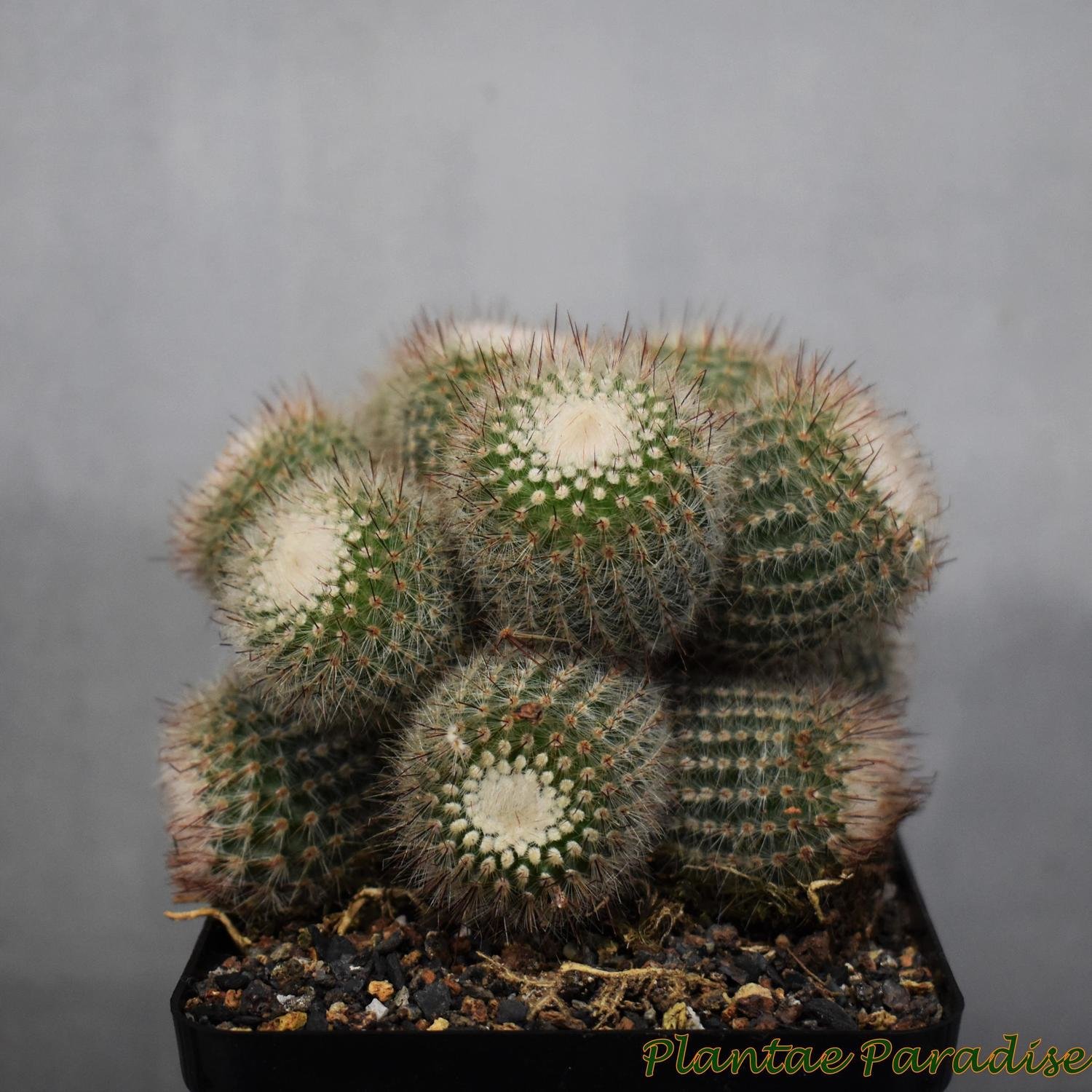 Notocactus scopa