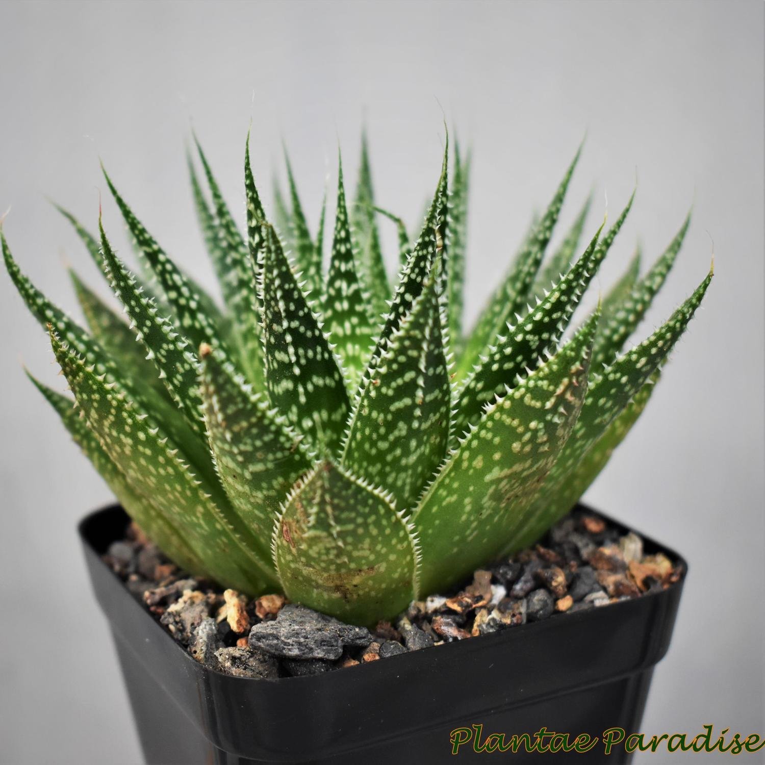 Aloe Aristata Hybrid ( Lace Aloe)