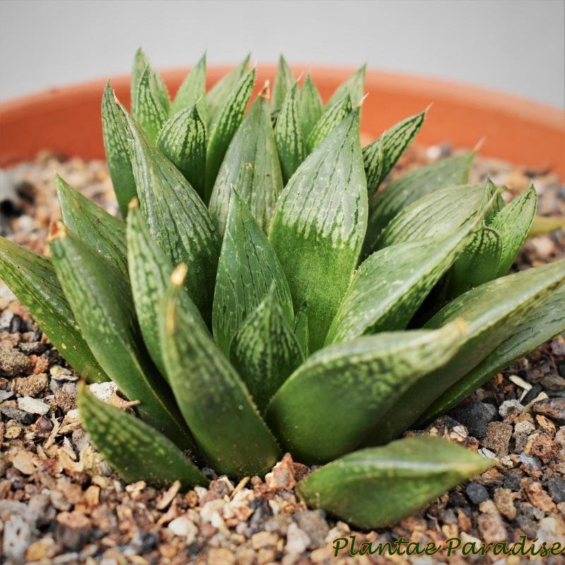 Haworthia maculata front view